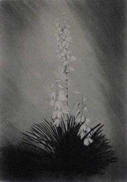 Print: "Soapweed No.1" by George Elbert Burr