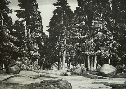 Print: "Deep Forest" by Stow Wengenroth