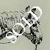 Print: "Navajo Pony, Arizona" by William Robinson Leigh